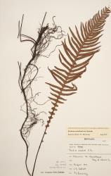 Blechnum neohollandicum. Herbarium specimen from Waiomio, Kawakawa, Northland, WELT P009737, showing long-creeping rhizome and fertile frond.
 Image: B. Hatton © Te Papa CC BY-NC 3.0 NZ